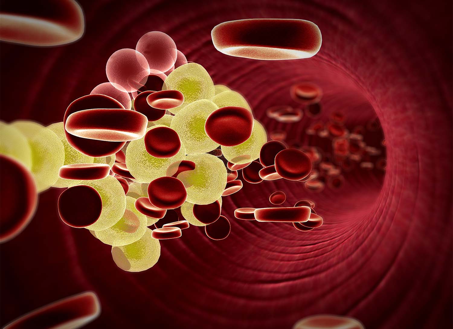 Red blood cells flowing through a blood vessel.
